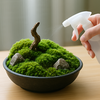 苔盆栽の育て方｜初心者から楽しめる緑の世界へ