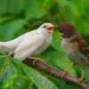 白いスズメ、親鳥から餌？