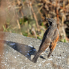 近くの川に居た野鳥達