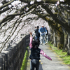 富山県でお勧めの桜風景