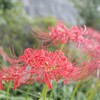 彼岸花