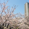 こすぎ名物、花見市に行ってきたよ