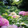 紫陽花　その花言葉は・・・移り気