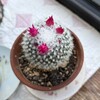 鍛えて歩く