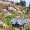 【京都】【桜】『善峯寺』に行ってきました。 女子旅 京都桜 