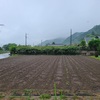 コキア・恵みの雨☔