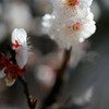 緑花公園：紅芯白梅