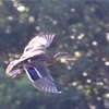 カモ🦆さん「天気がいいし、何処へ行こうかなぁ〜」