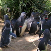 歴史ある動物園へ（オーストラリア メルボルン）