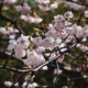 荒川神社「早咲き桜」