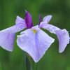 ’21　智光山公園の花菖蒲園