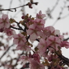 今年の初撮り「河津桜」