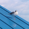 街中の動物・野鳥