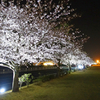 ≪千葉多古町≫道の駅の夜桜