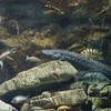 プロトプテルス・エチオピクス Protopterus aethiopicus