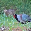 神原町に飛来した鳥　キジオスの神原君にもお相手がいるのを目撃確認した。