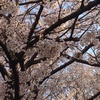 鮮やかな色で音を立てて桜が咲く