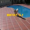 お友達と貸し切りラン(プール編)🏊‍♀️