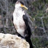 高戸小浜の鳥たち