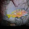 真鶴半島地磯でぶっこみ釣りとエギング