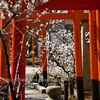 平野神社・桃桜