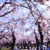 五稜郭公園で花見　ほか