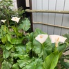 カラーの花