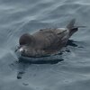 気難し屋マダイに翻弄、初島沖