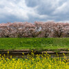 黒目川の桜