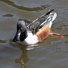 輝くハシビロガモ
