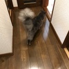 猫あるある☆お風呂場が気になる〜！？