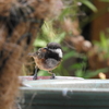 Black-capped Chickadee at Birdbath