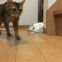 ネコと暮らすあおねこブログ