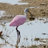 ベリーズ　自宅隣の野鳥たち