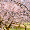 咲き進む梅の花