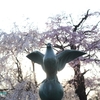 【京都幕間旅情】円山公園-さくら，今年度はありがとうございました、来年度からもまたすごい話題を提供できれば