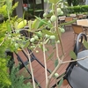 今日は陽が射すも曇りがち？早朝気温２６℃、日中は３３℃？