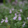 ヤエヤマスズコウジュの花が満開