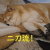 二刀流、だよ