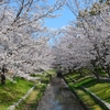 【広島オススメお花見スポット】広島市中央公園　～今が満開桜めぐり②～