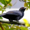 シンガポール　滞在最後の日の公園