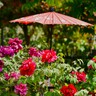 四季の花々大好きチーム