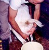 Milking the goat (Adult practice 31)