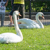 【写真】最近の写真撮影（2018/4/29)昆陽池公園その2