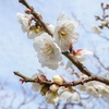 負け方を知っている人は幸せです