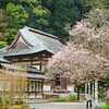 鎮国寺 早咲きの梅
