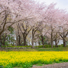 町田の桜・尾根緑道