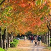 フォト・ライブラリー(553)大阪城公園の紅葉とすずめ〜後半