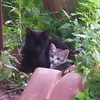 くろミの子猫と自由猫ウメ