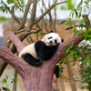 上野動物園に大熊猫を見に行ってきました
